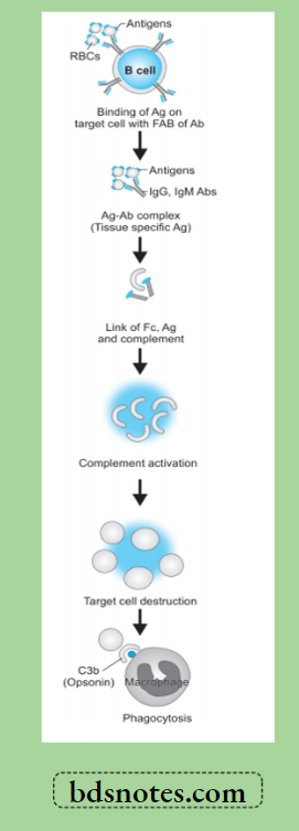 Type-2-Hypersensitivity-Reaction