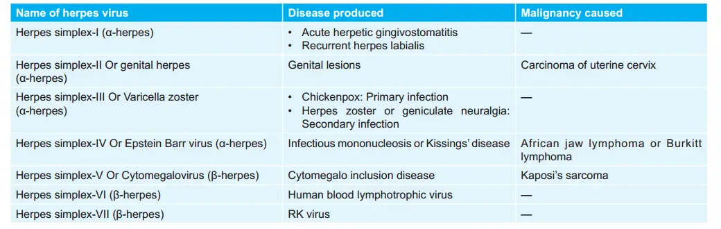 Types Of Herpes Viruses and Diseases caused by them