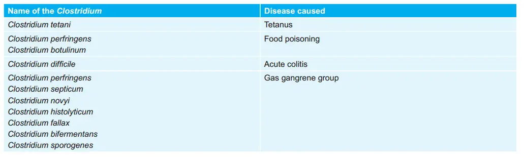Various Clostridium and Diseases caused by them