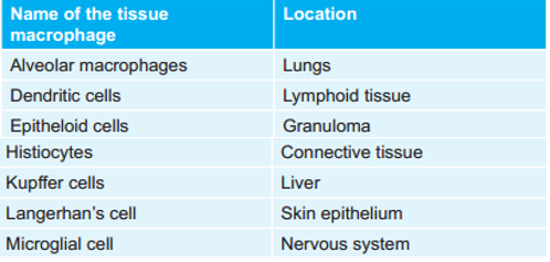 Various Tissue Macrophages And Their Location