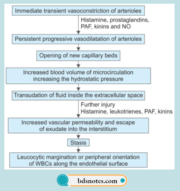 Acute Inflammation Vascular Changes