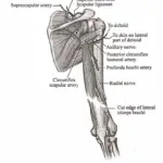 Back Of The Neck axilary nerve circumflex nerve