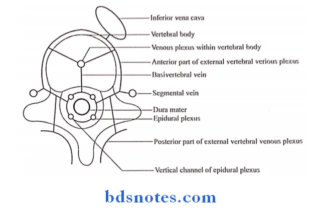 Back Of The Neck the vertebral system of veins