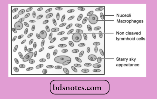 Burkitt Lymphoma Histopathology