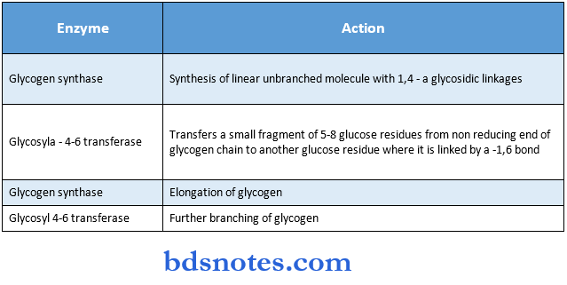 Carbohydrate formation of branches of glycgen