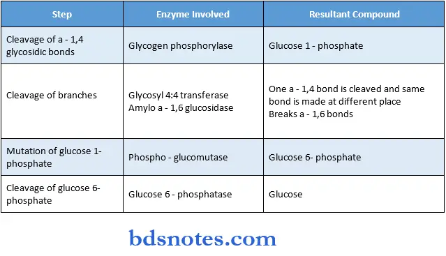 Carbohydrate glycogenolysis and functional significance