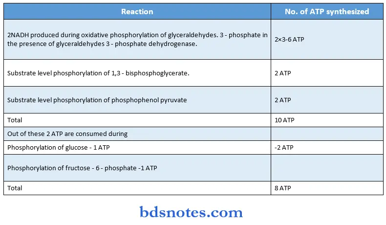 Carbohydrate reaction atp synthesized