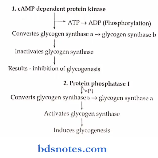Carbohydrates cAMP dependent protein kinase