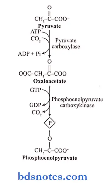 Carbohydrates conversion of pyruvate