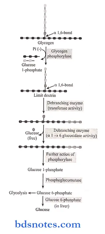 Carbohydrates glycogen degradation to glucose