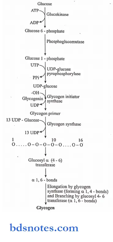 Carbohydrates glycogen synthesis from glucose