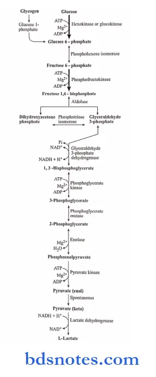 Carbohydrates the reaction in the pathway of glycolysis