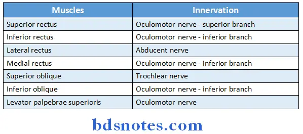 Contents Of The Orbit extraocular muscles and their nerve supply