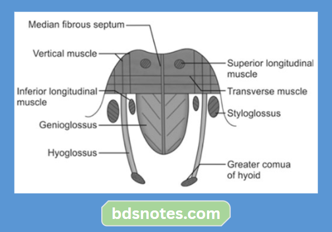Coronal Section Tongue Intrinsic Muscles