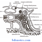Cranial Cavity coronal section of middle cranial fossa showing the relations of the cavernous sinus