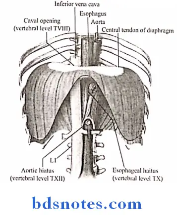 Cranial Cavity Question And Answers - Bds Notes