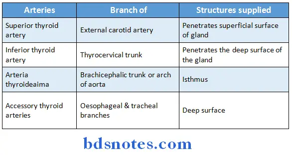 Deep Structures In The Neck blood supply arterial supply