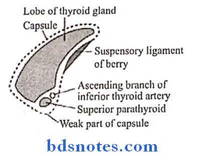 Deep Structures In The Neck capsule of thyroid