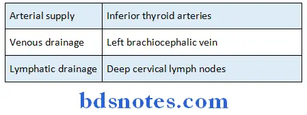 Deep Structures In The Neck esophagus
