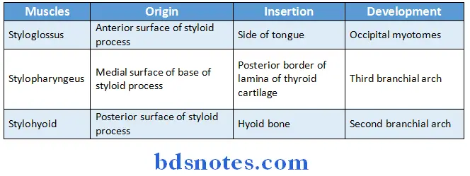 Deep Structures In The Neck muscles of thyroid process
