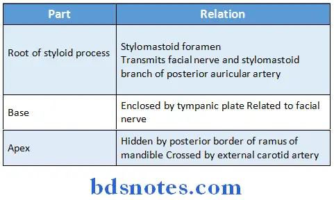 Deep Structures In The Neck styloid process relations