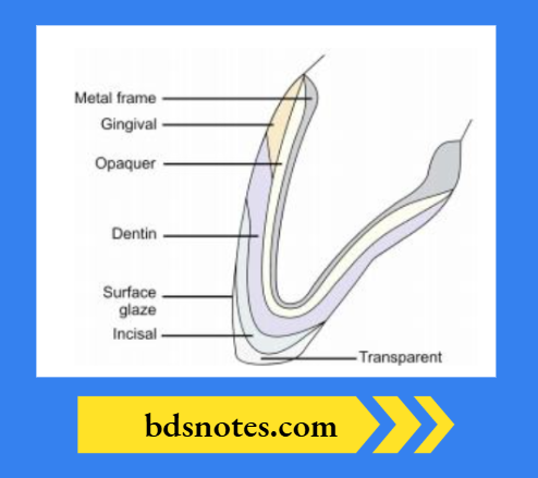 Dental Anatomy Diagram