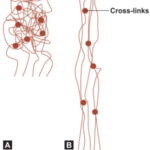 Dental Materials Elastomeric Impression Materials Diagrammatic representation of an elastomer