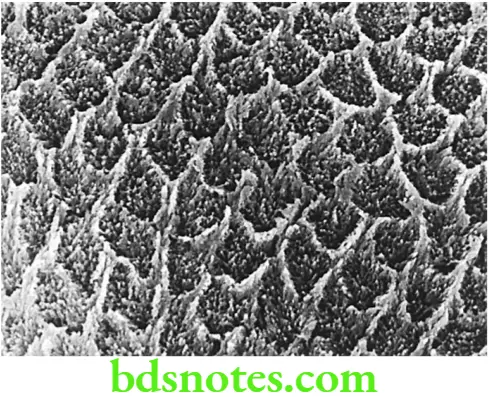 Dental Materials Resin based Composites and Bonding Agents SEM of etched enamel showing dissolution of rod centers