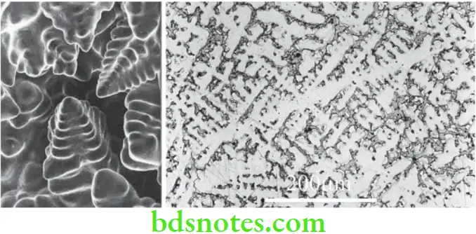 Dental Materials Structure and Properties of Metals and Alloys Photomicrograph of showing dendritic structure