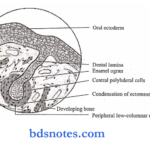 Development And Growth of The Teeth bud stage