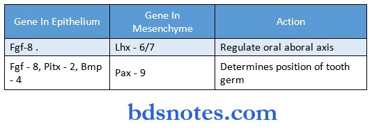 Development And Growth of The Teeth gene in epithelium