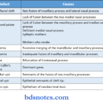 Development Of Face And Oral Cavity Defect