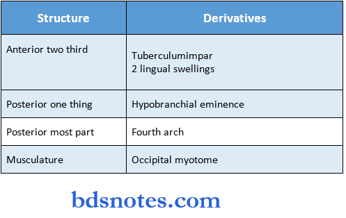 Development Of Face And Oral Cavity structure