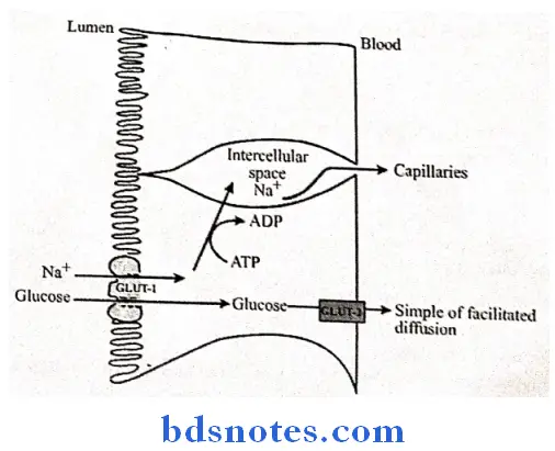 Digestive System mechanism of glucose absorption across intestinal epithelium