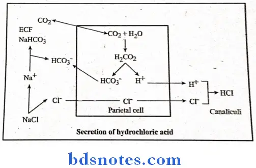 Digestive System secretion of hydrochloric acid