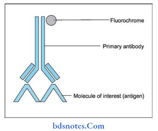 Diseases of Skin Direct immunoflorescence