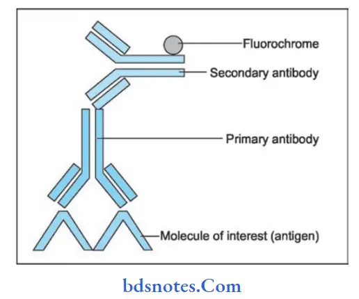 Diseases of Skin Indirect immunoflorescence