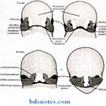 Face Nose And Palate development of face