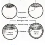 Formation Of Carm yolk sac