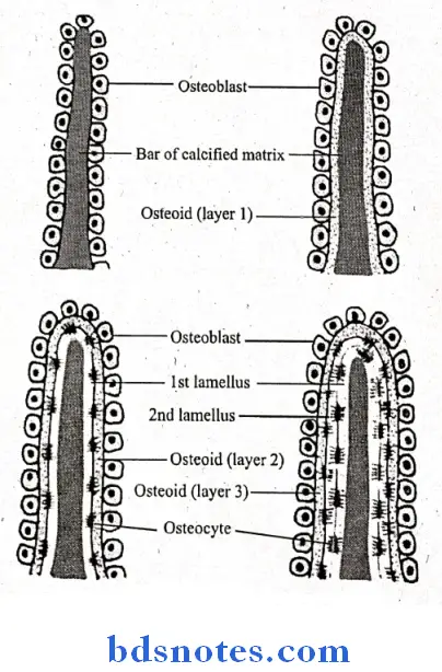 Histology endochondral ossification