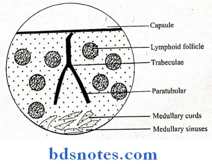 Histology lymph node