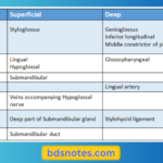 Hyoglossus Muscle And Surrounding Structures