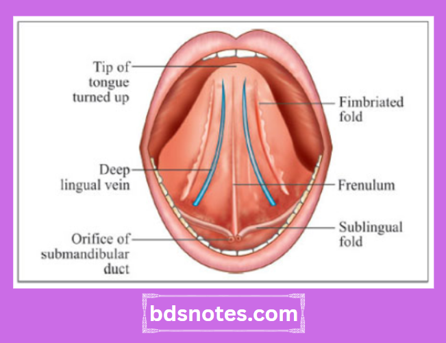 Inferior Surface Tongue Diagram