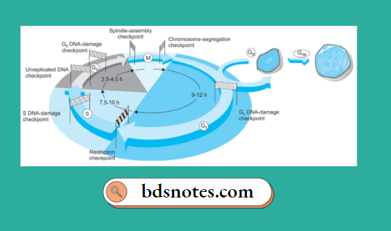 Inflammation-Cell-Cycle
