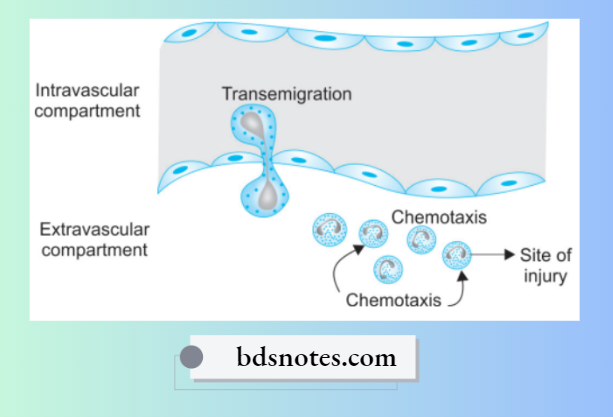 Inflammation Chemotaxis
