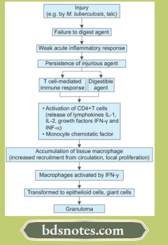 Inflammation Evolution Of Granuloma