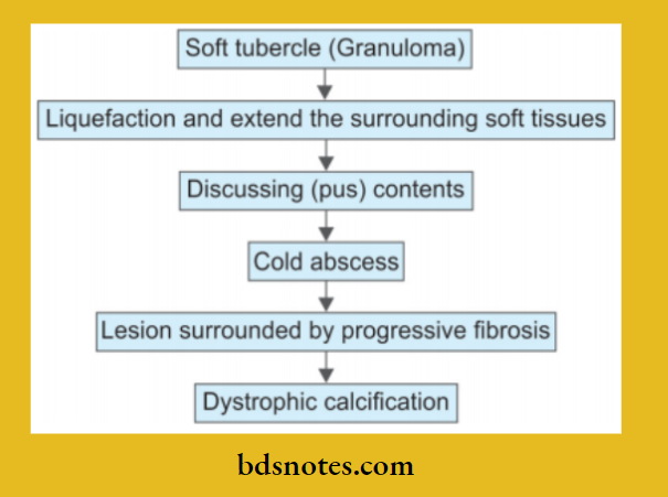 Inflammation Fate Of Granuloma