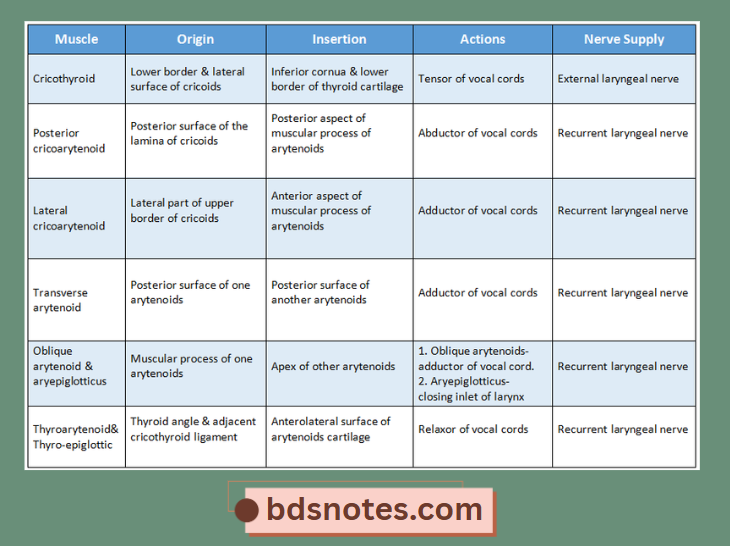 Laryngeal Muscles Origin Insertion