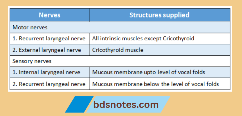 Laryngeal Nerves Motor And Sensory