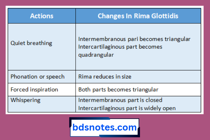 Larynx Actions Rima Glottidis
